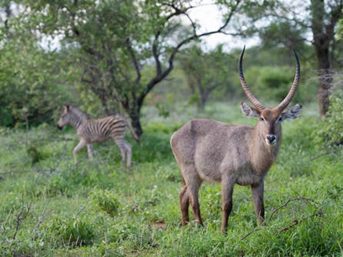 Ujabule Lodge Hoedspruit Kültér fotó